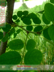 Ակացիա սպիտակ – Акация белая - Acacia alba L., Robinia pseudoacacia L. - Տաթևիկ Շահյան