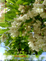 Ակացիա սպիտակ – Акация белая - Acacia alba L., Robinia pseudoacacia L. - Տաթևիկ Շահյան