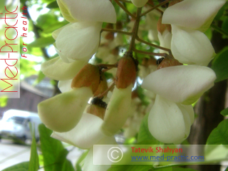 Ակացիա սպիտակ – Акация белая - Acacia alba L., Robinia pseudoacacia L. - Տաթևիկ Շահյան