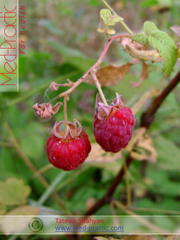 Ազնվամորի (azmvamori) - Малина - Rubus idaeus L. - Տաթևիկ Շահյան