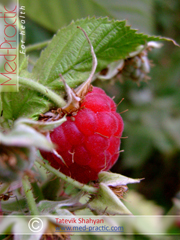 Ազնվամորի (azmvamori) - Малина - Rubus idaeus L. - Տաթևիկ Շահյան