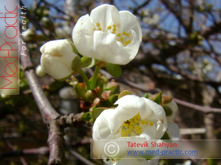 Բալ- Вишня- Cherry_med-practic.com - Տաթևիկ Շահյան