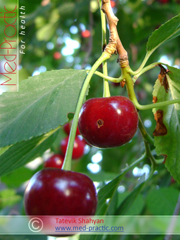 Բալ- Вишня- Cherry_med-practic.com - Տաթևիկ Շահյան