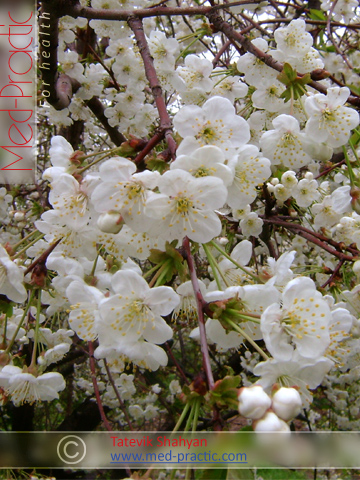 Բալ- Вишня- Cherry_med-practic.com_Tatevik_Shahyan