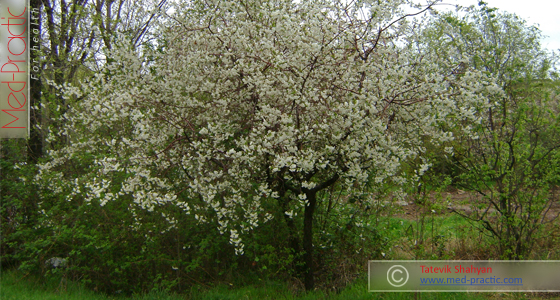 Բալ- Вишня- Cherry_med-practic.com_Tatevik_Shahyan