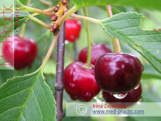 Բալ- Вишня- Cherry_med-practic.com - Տաթևիկ Շահյան