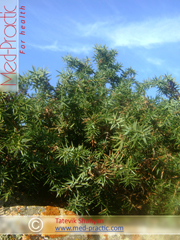 Գիհի - Можжевельник - Juniperus L._Տաթևիկ Շահյան