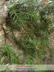 Գիհի - Можжевельник - Juniperus L._Տաթևիկ Շահյան