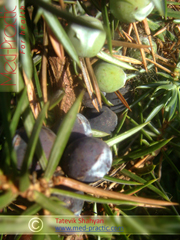 Գիհի - Можжевельник - Juniperus L._Տաթևիկ Շահյան