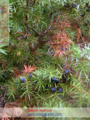 Գիհի - Можжевельник - Juniperus L._Տաթևիկ Շահյան