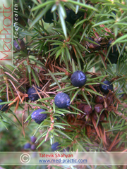 Գիհի - Можжевельник - Juniperus L._Տաթևիկ Շահյան