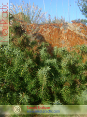 Գիհի - Можжевельник - Juniperus L._Տաթևիկ Շահյան