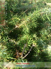 Գիհի - Можжевельник - Juniperus L._Տաթևիկ Շահյան