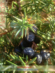 Գիհի - Можжевельник - Juniperus L._Տաթևիկ Շահյան