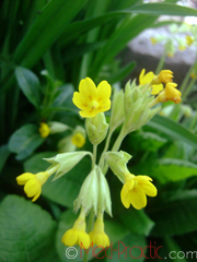 Գնարբուկ - Первоцвет- Primula L.