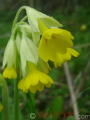 Գնարբուկ - Первоцвет- Primula L.