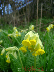 Գնարբուկ - Первоцвет- Primula L.