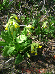 Գնարբուկ - Первоцвет- Primula L.