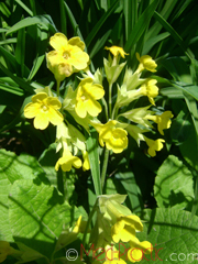 Գնարբուկ - Первоцвет- Primula L.