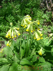 Գնարբուկ - Первоцвет- Primula L.