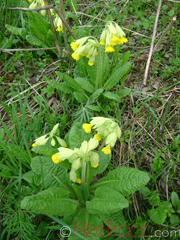 Գնարբուկ - Первоцвет- Primula L.