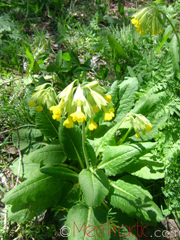 Գնարբուկ - Первоцвет- Primula L.