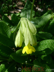 Գնարբուկ - Первоцвет- Primula L.