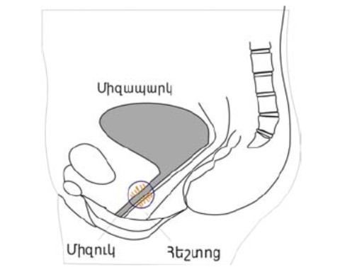 Պարաուրետրալ գեղձեր