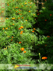 Бархатцы мелкоцветные   - Tagetes patula L._Татевик Шагян