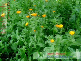 Վաղենակ դեղատու- Календула лекарственная- Calendula officinalis L._med-practic.com_Татевик Шагян