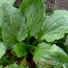 Եզան լեզու մեծ - Подорожник большой - Plantago major L.
