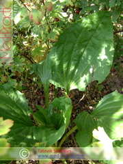 Подорожник большой - Plantago major L._Татевик Шагян