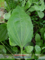 Подорожник большой - Plantago major L._Татевик Шагян