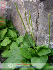Подорожник большой - Plantago major L._Татевик Шагян