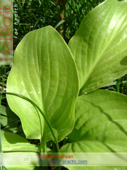 Подорожник большой - Plantago major L._Татевик Шагян