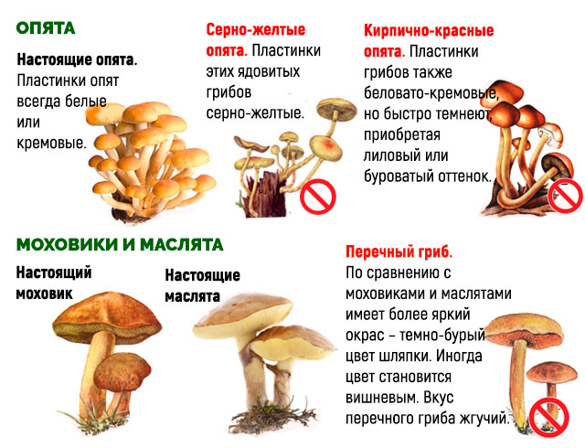 Основные признаки ядовитых грибов