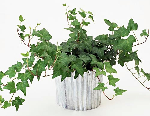 Բաղեղ սովորական - Плющ обыкновенный - Hedera helix L.