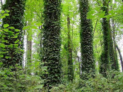 Բաղեղ սովորական - Плющ обыкновенный - Hedera helix L.