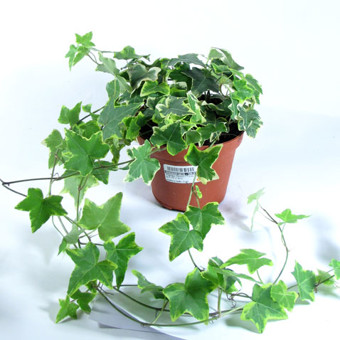 Բաղեղ սովորական - Плющ обыкновенный - Hedera helix L.