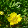 Գորտնուկ (Հրանուկ)  Лютик (Едкиж)  Buttercup (Ranunculus)