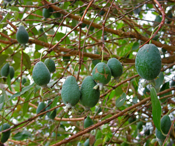 Ֆեյխոա - Фейхоа - Feijoa