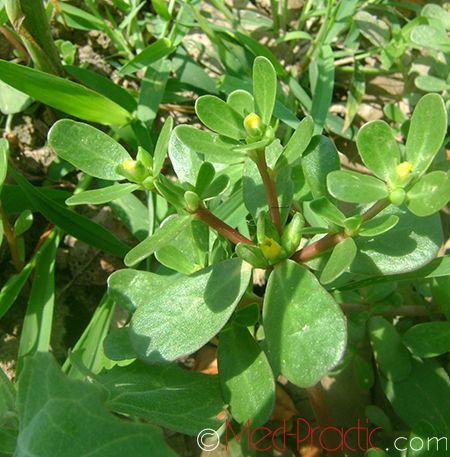 Դանդուռ բանջարանոցային - Портулак огородный - Portulaca oleracea