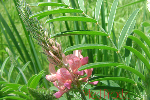 Эспарцет песчаный (Эспарцет посевной) - Onobrychis arenaria (Kit) L.