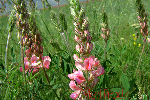 Эспарцет песчаный (Эспарцет посевной) - Onobrychis arenaria (Kit) L.