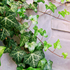 Բաղեղ սովորական  Плюшь обыкнавенный  Hedera helix L.
