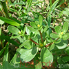 Դանդուռ բանջարանոցային - Портулак огородний - Portulaca oleracea L.