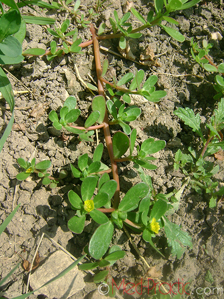 Դանդուռ բանջարանոցային - Портулак огородный - Portulaca oleracea