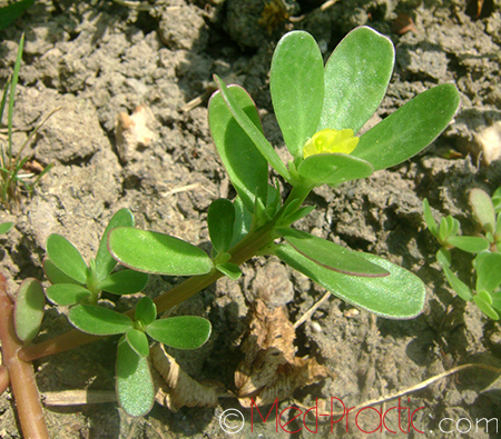 Դանդուռ բանջարանոցային - Портулак огородный - Portulaca oleracea