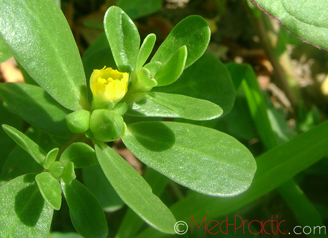 Портулак огородний - Portulaca oleracea L.