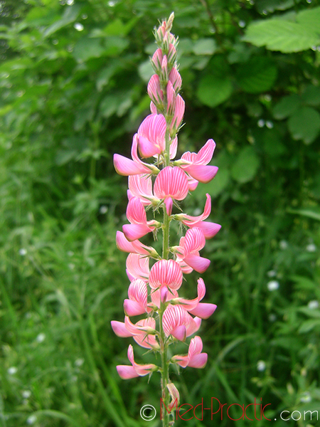 Эспарцет песчаный (Эспарцет посевной) - Onobrychis arenaria (Kit) L.